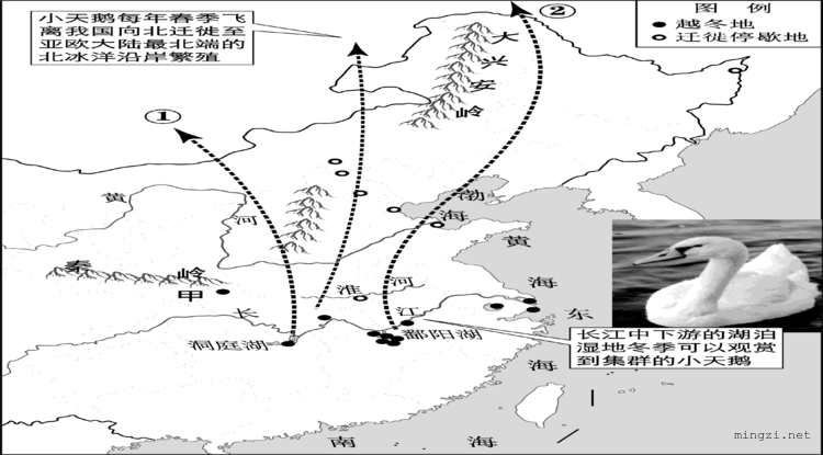 小天鹅迁徙路线