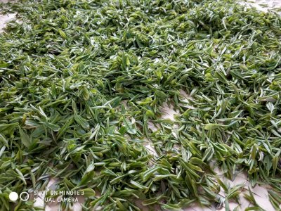 太湖东西山碧螺春