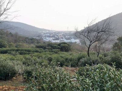 太湖东西山碧螺春