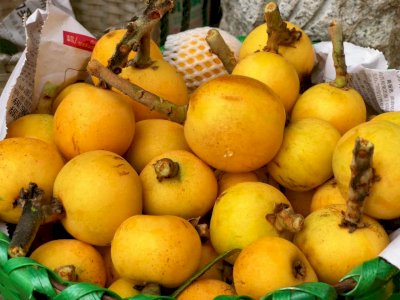 太湖东山西山枇杷