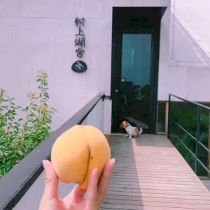 村上湖舍黄桃礼盒6只