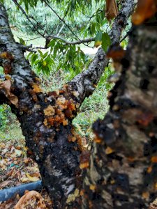 天然有机桃胶 80一斤包邮